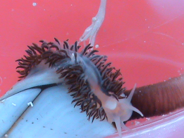 Balearic sea slug